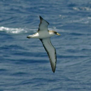 Scopoli's-type Shearwater - Calonectris (diomedea) diomedea © John Muddeman